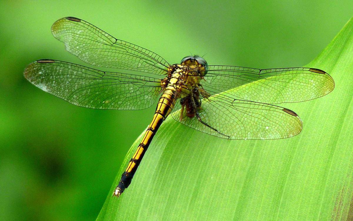 https://cdn.idntimes.com/content-images/post/20161208/dragonfly-006-2f0f9d30b95f053893f9b475eb11b3bf.jpg