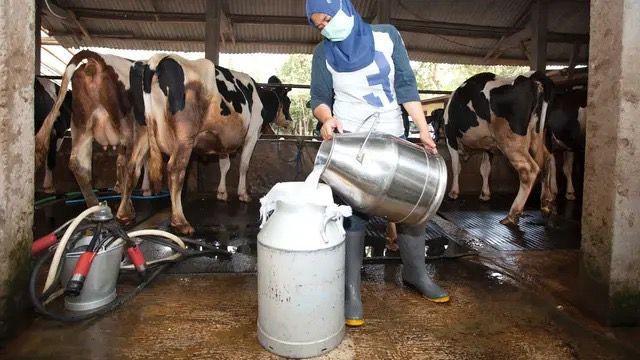 Peternak di Boyolali Semakin Produktif Berkat Listrik Andal dari PLN