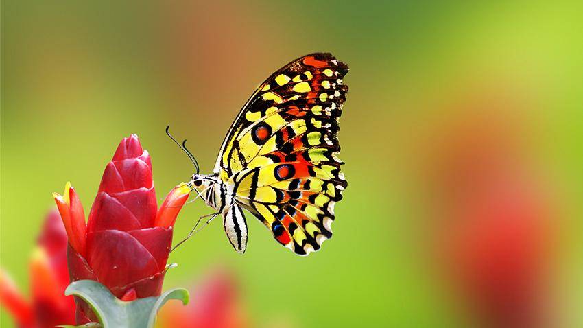 https://cdn.idntimes.com/content-images/post/20170814/f3-6aec89231c5b35ea4dc0f3ba81edbbff.jpg
