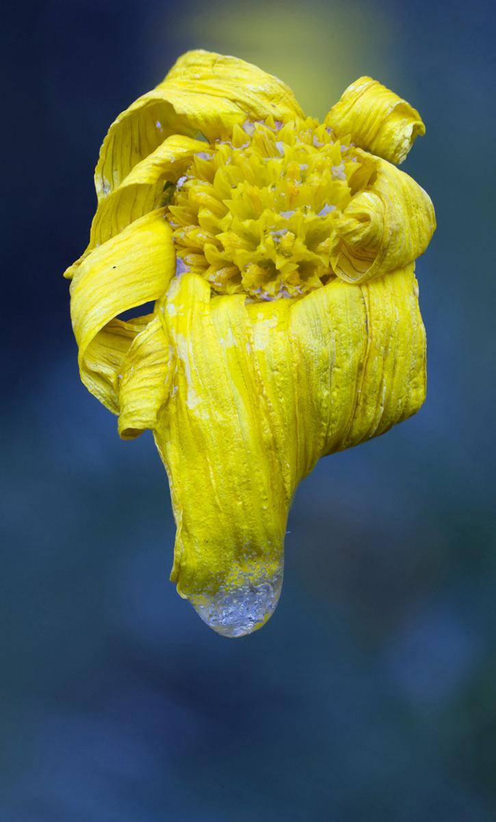 https://cdn.idntimes.com/content-images/post/20170324/frozen-drip-flower-a8893f73d42ba2e1fdbbc06c5b562edc.jpg