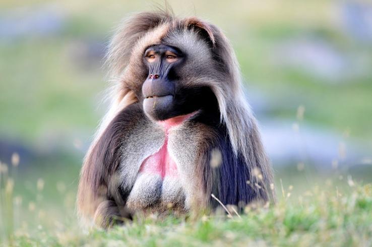https://cdn.idntimes.com/content-images/post/20171025/gelada-shutterstock-49057468-6b48d47a30c46e72f4a1cd75d32e9442.jpg