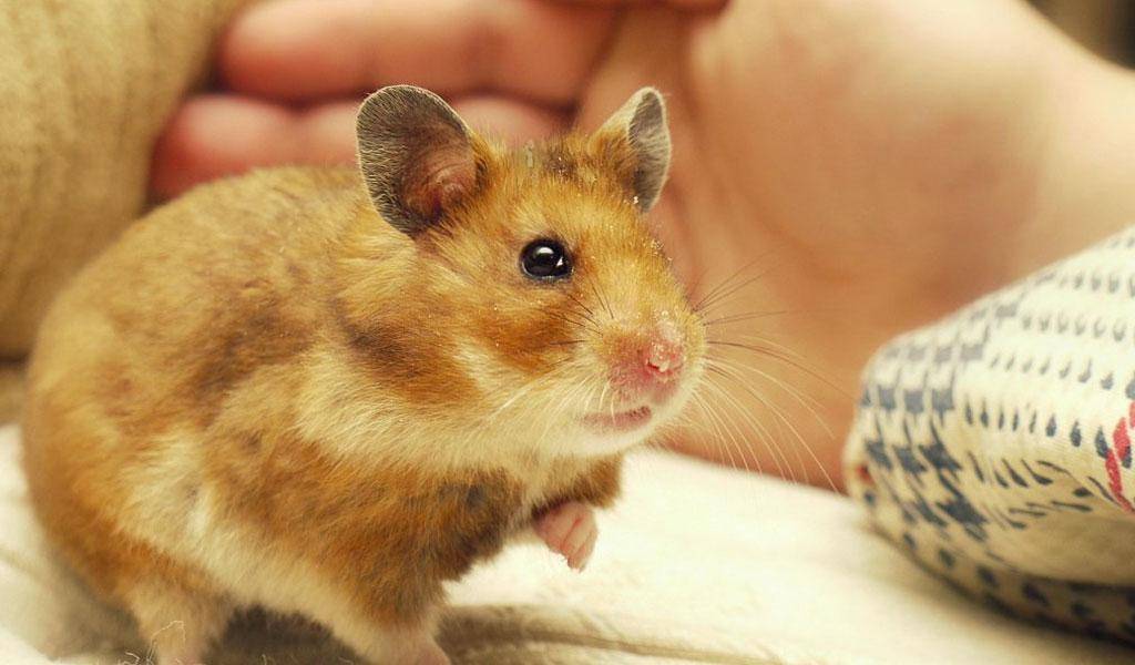 https://cdn.idntimes.com/content-images/post/20161209/hamster2-1-8f264c3d10ecc45fb38f4f2501a11157.jpg