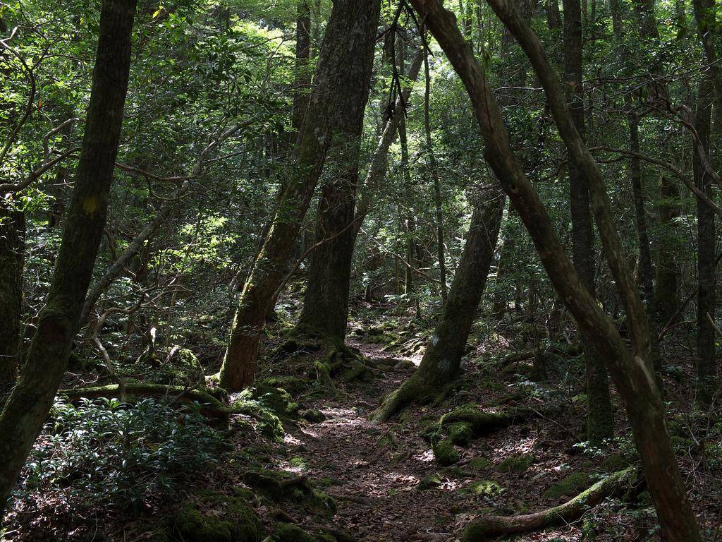 https://cdn.idntimes.com/content-images/post/20180514/hutan-aokigahara-f4da1ca625e068a2e39d4ad0476b17e8.jpg