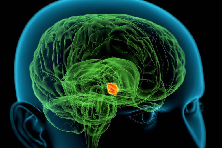 https://cdn.idntimes.com/content-images/post/20171005/hypothalamus-566f37e05f9b583dc37f5772-8cfa3b23ab8fbb00ab9b2e589703eed4.jpg