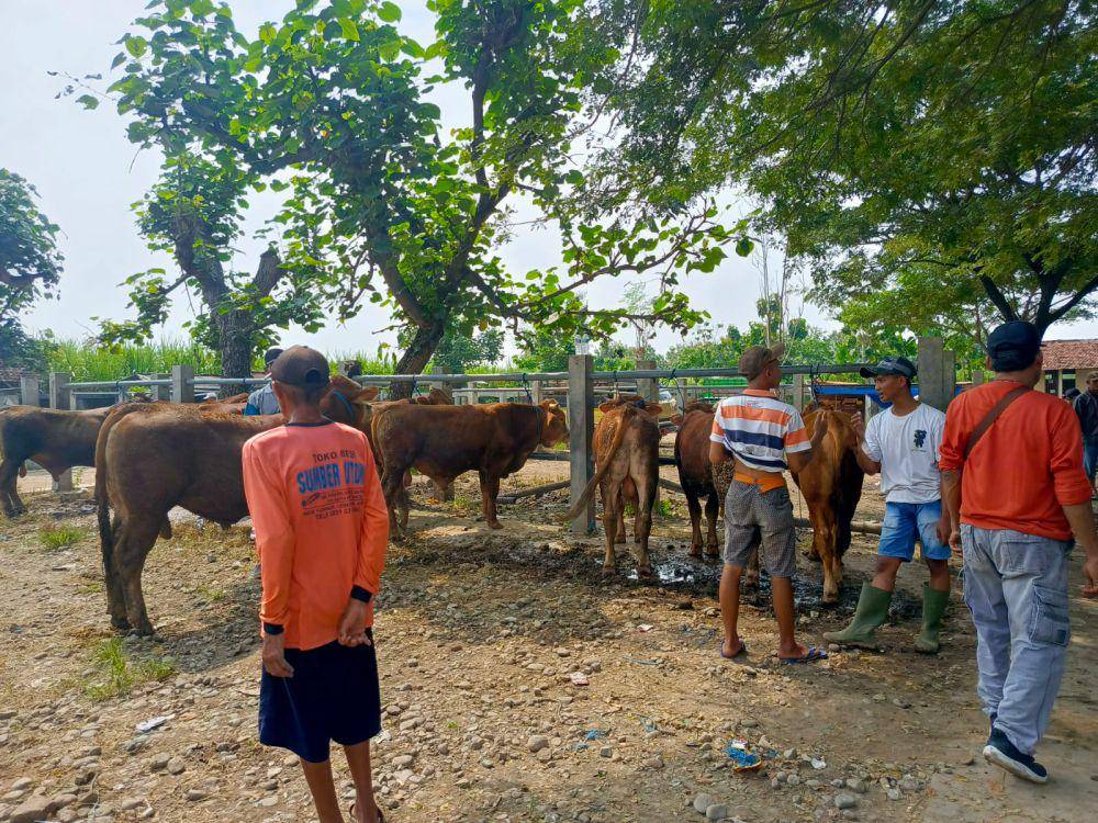 Suasana penjualan hewan kurban di Pasar Hewan Kliwon Gorang-Gareng, Kabupaten Magetan. IDN Times/ Riyanto.
