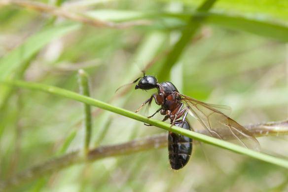 https://cdn.idntimes.com/content-images/post/20161208/istock-ant-winged-2a6b0ad3ef8161c65c857fdd3082fddc.jpg