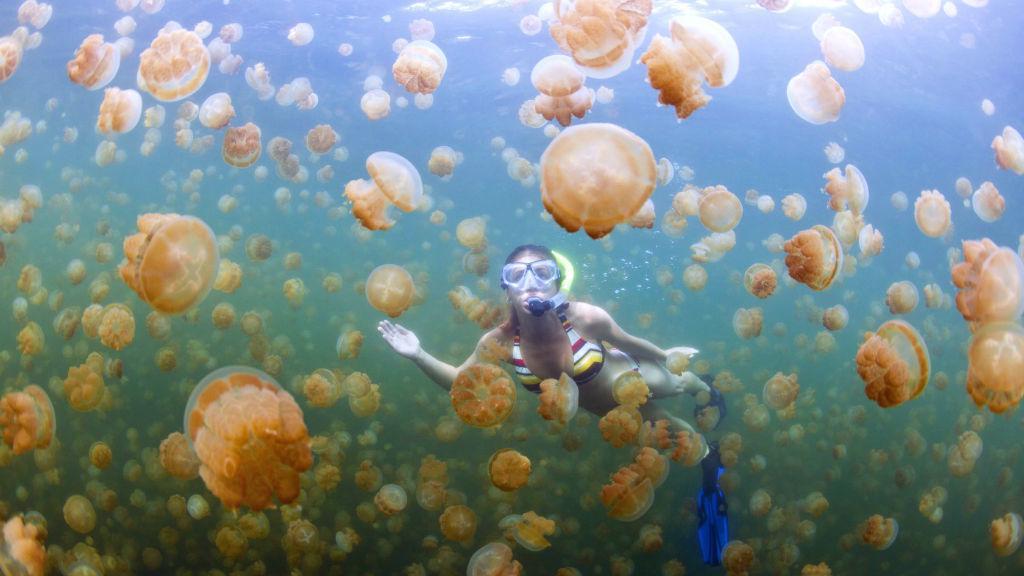 https://cdn.idntimes.com/content-images/post/20171025/jellyfish-lake-eil-malk-palau-77948490f1f8807c01bd51cfc0c7a1e6.jpg