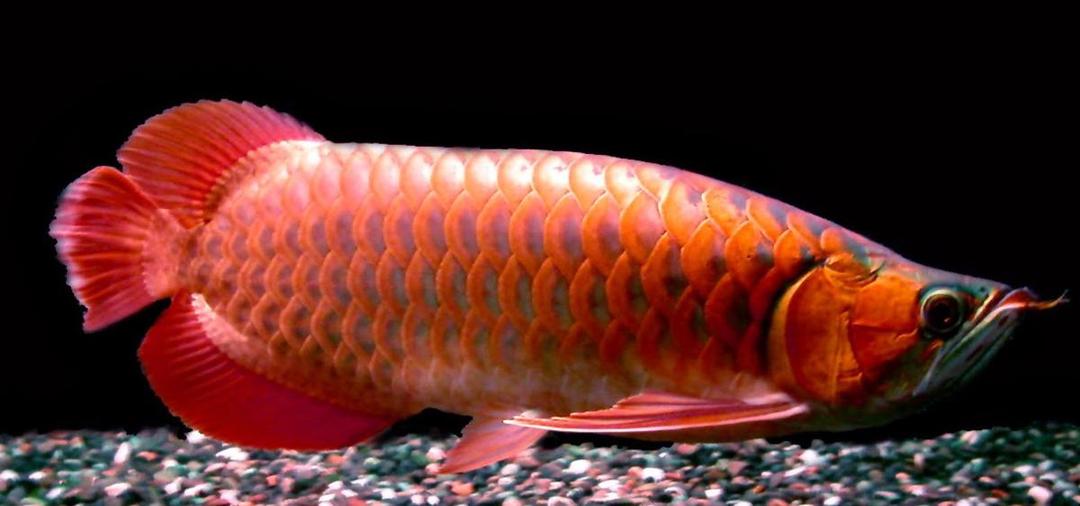 https://cdn.idntimes.com/content-images/post/20171025/jual-ikan-arwana-golden-red-e7a4dfcdfebf2f9657ddeb8a9266d9de.jpg
