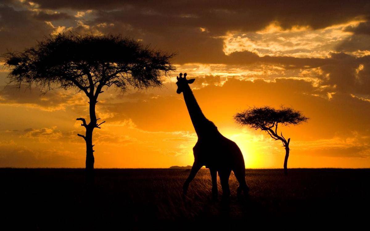 https://cdn.idntimes.com/content-images/post/20170929/kenya-37d2d10232e5e13932aa0a2ab740477d.jpg