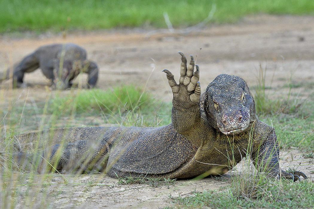 https://cdn.idntimes.com/content-images/post/20170930/komodo-dragon-1050x700-6845efc5d7abe81f97d6fb7f8d2e1830.jpg