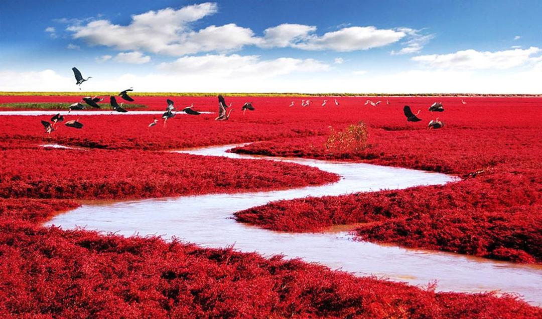 https://cdn.idntimes.com/content-images/post/20171026/les-plages-rouges-de-panjin-chine-ce5943b85c687c52236a3cd745bdb7d6.jpg