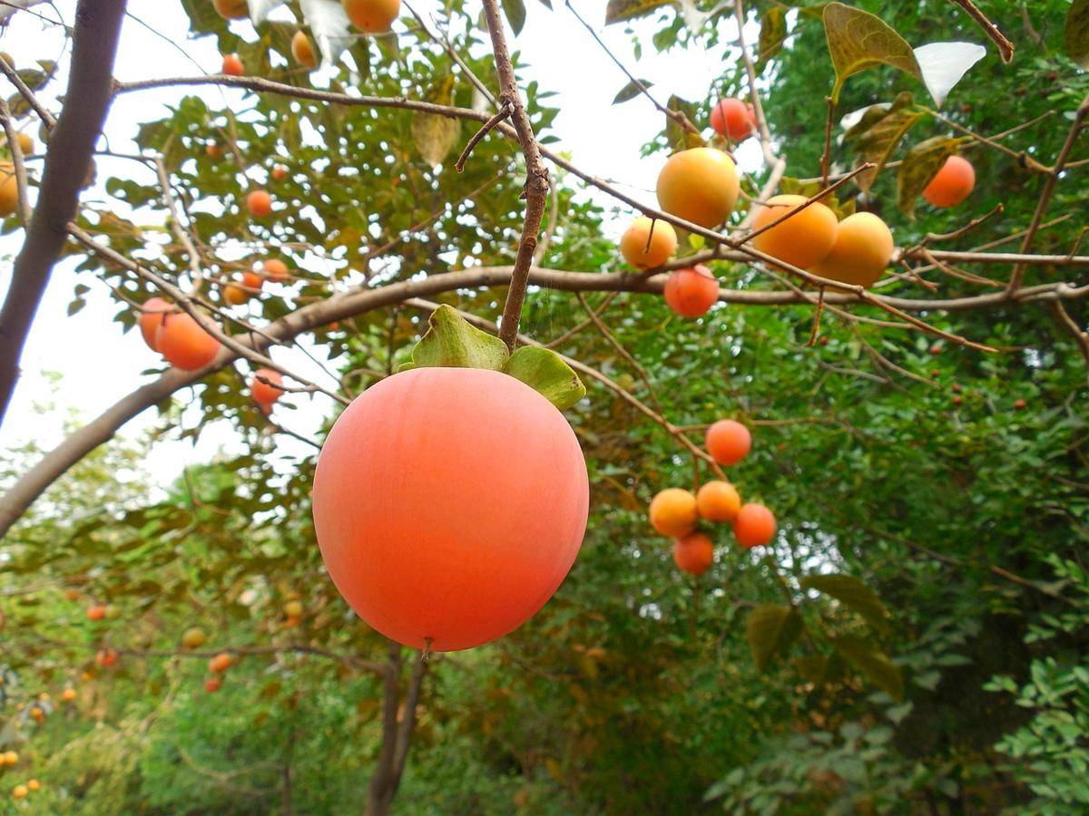https://cdn.idntimes.com/content-images/post/20171019/manfaat-dan-khasiat-buah-kesemek-bagi-kesehatan-6d890d87fc01507ec54ac3892bb9ad35.jpg
