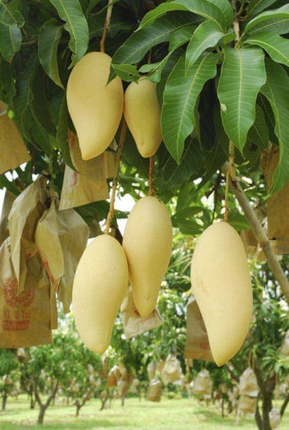https://cdn.idntimes.com/content-images/post/20171126/mangga-thailand-namdokmai-golden-sritong-15d4694730b034981b71db1192a0544d.jpg