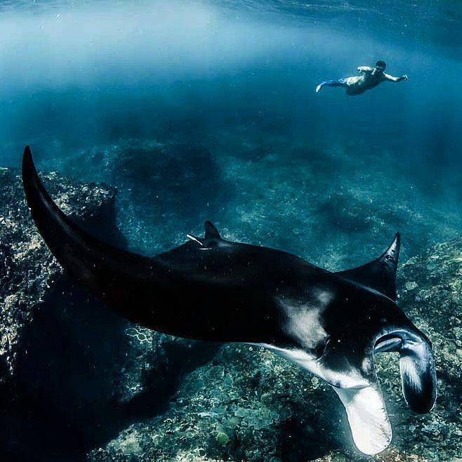 https://cdn.idntimes.com/content-images/post/20171112/manta-8c4ac05539f2610cf5863994f5bff8b3.jpg