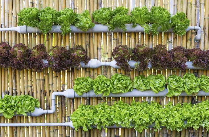 https://cdn.idntimes.com/content-images/post/20170614/micro-garden-58d7ce1fcc30adbec00829662c679535.jpg