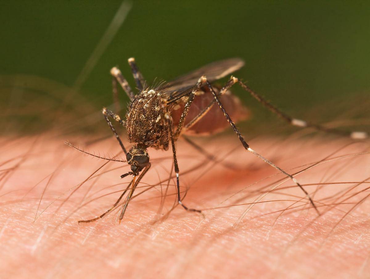 https://cdn.idntimes.com/content-images/post/20161209/mosquito-tasmania-crop-0eef37dc5beb60ac5e4725ea31901cae.jpg