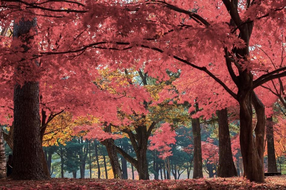 https://cdn.idntimes.com/content-images/post/20170705/nami-island-fall-8cf4a9f391cabda2fb9685656cf064da.jpg