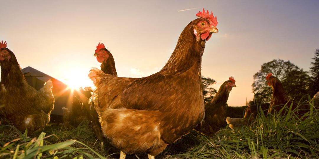 https://cdn.idntimes.com/content-images/post/20170621/o-chicken-facebook-bd139accc213aaa20971bc6b2f45e2bf.jpg