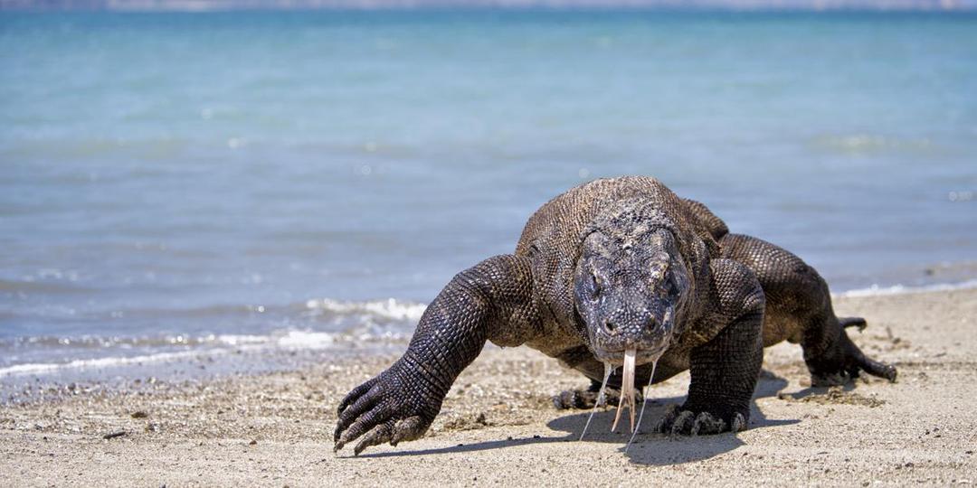https://cdn.idntimes.com/content-images/post/20171025/o-komodo-dragon-attack-facebook-69560d8ff16abcde4fa7d9bb1034f931.jpg