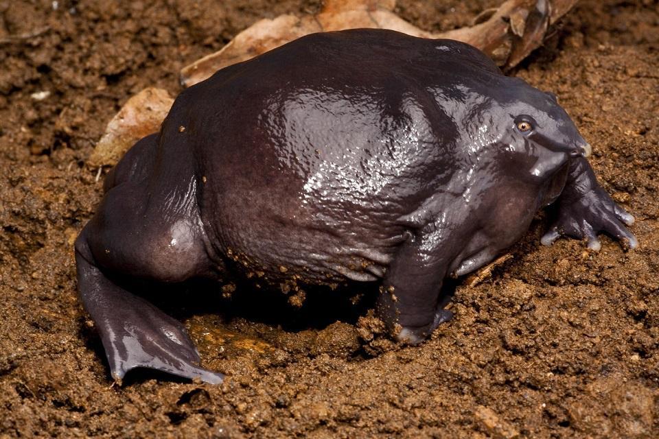 https://cdn.idntimes.com/content-images/post/20161206/ob-5dd770-grenouille-violette-03-b6900fcad2ad56ec4119e4fc121fa561.jpg