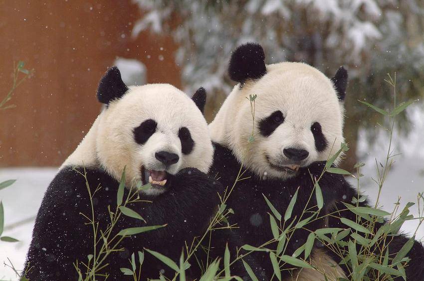 https://cdn.idntimes.com/content-images/post/20170725/panda-49d2608446415f0414c428eec259e390.jpg