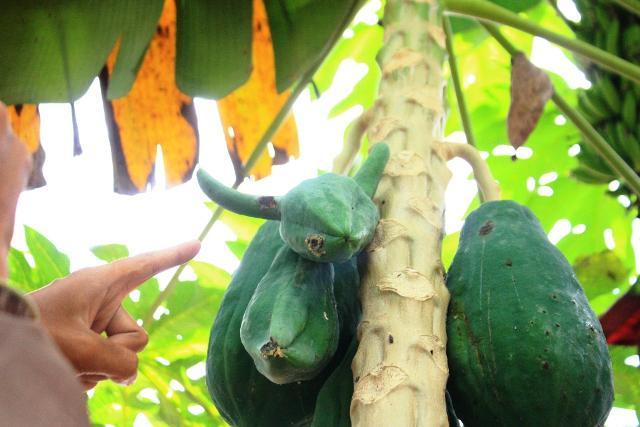 https://cdn.idntimes.com/content-images/post/20171024/pepaya-bertanduk-cd31f8ee4caf040bfda00f2cbcdf9e22.jpg