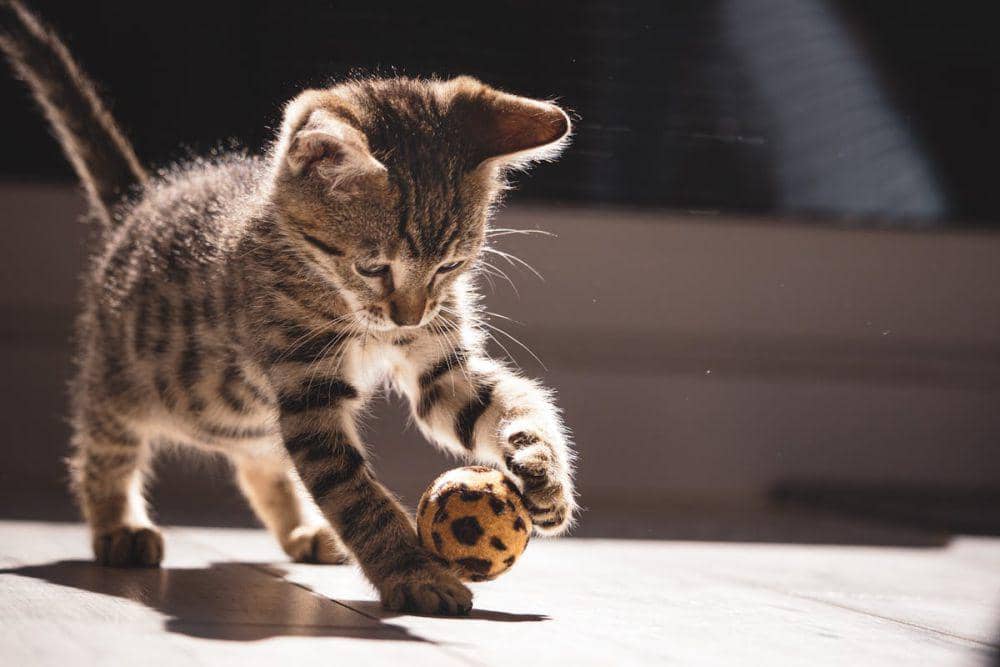 4 Alasan Mengapa Kucing Terlihat Lucu, Ada Saja Tingkahnya