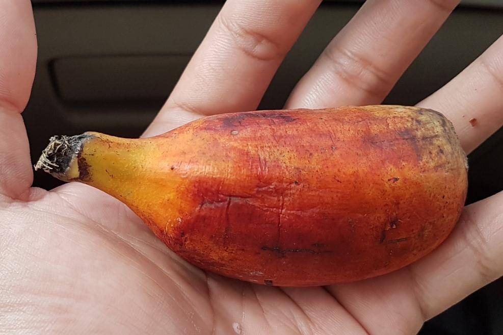 https://cdn.idntimes.com/content-images/post/20180130/pisang-tongkat-langit-4e6becbcaf9f04aac4a42cfc1a8dccd4.jpg