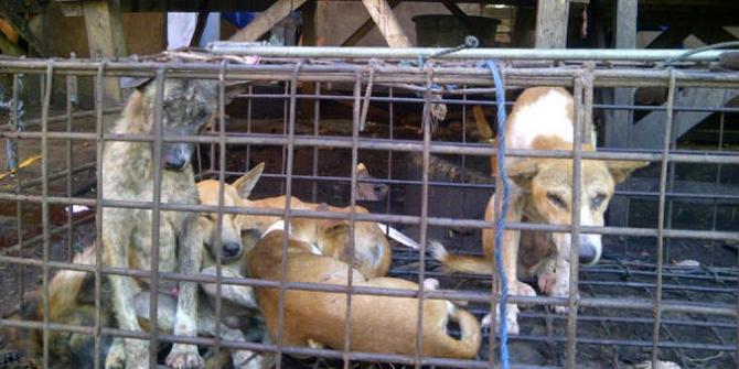 https://cdn.idntimes.com/content-images/post/20171115/sebelum-daging-dijual-anjing-digebuk-sampai-mati-di-tomohon-40afa78dff677953acba21d65a9a6139.jpg