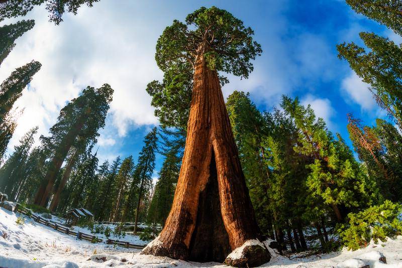 https://cdn.idntimes.com/content-images/post/20180424/sentinel-tree-giant-forest-museum-snow-sequoia-national-park-l-3d810414f2c733f14786370bcef4bbad.jpg