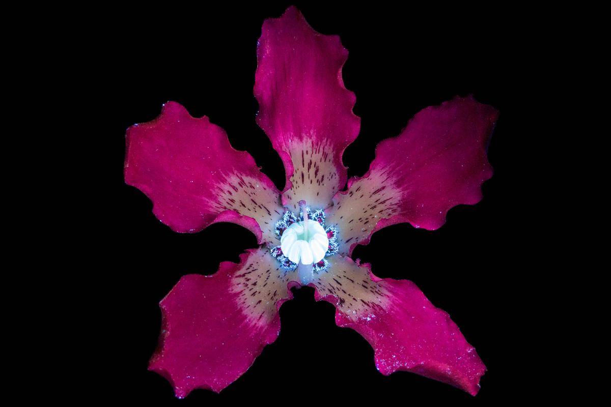 https://cdn.idntimes.com/content-images/post/20170324/silk-floss-tree-flower-2s-1-af1122dec80e139d8afef1a3f03d568f.jpg