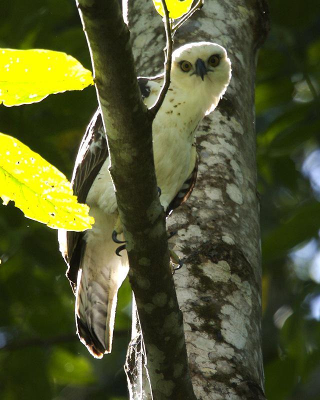 https://cdn.idntimes.com/content-images/post/20171025/sulawesi-hawk-eagle-e3f85441cbd84401c4a50d96746c02a1.jpg