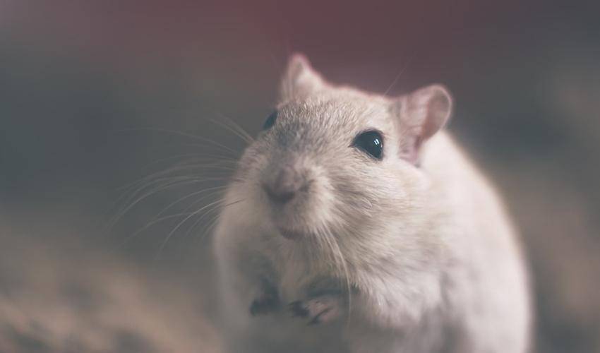 https://cdn.idntimes.com/content-images/post/20161016/tikus-pix-3afcb788468aeee5416daf7eb2827155.jpg