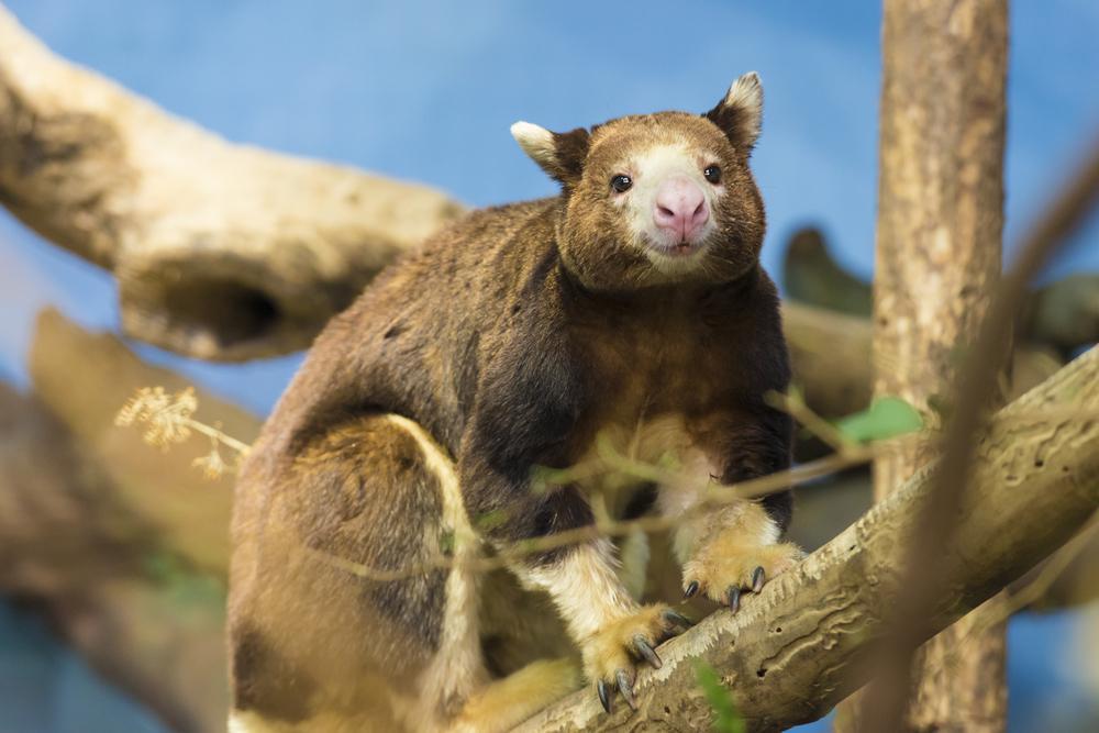 https://cdn.idntimes.com/content-images/post/20171025/treekangaroo-shutterstock-168261035-ecc56b94fc77b67071882f3304b76955.jpg