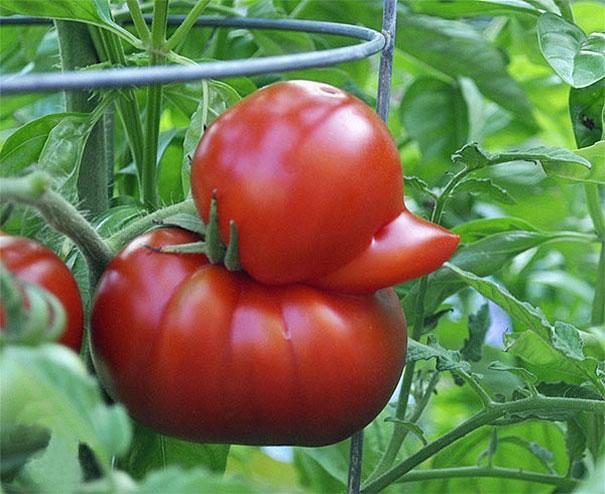 https://cdn.idntimes.com/content-images/post/20171024/unusual-shape-fruit-vegetables-102-605-b428b67955f5ecfb7a0f26b2b6cd9c0b.jpg