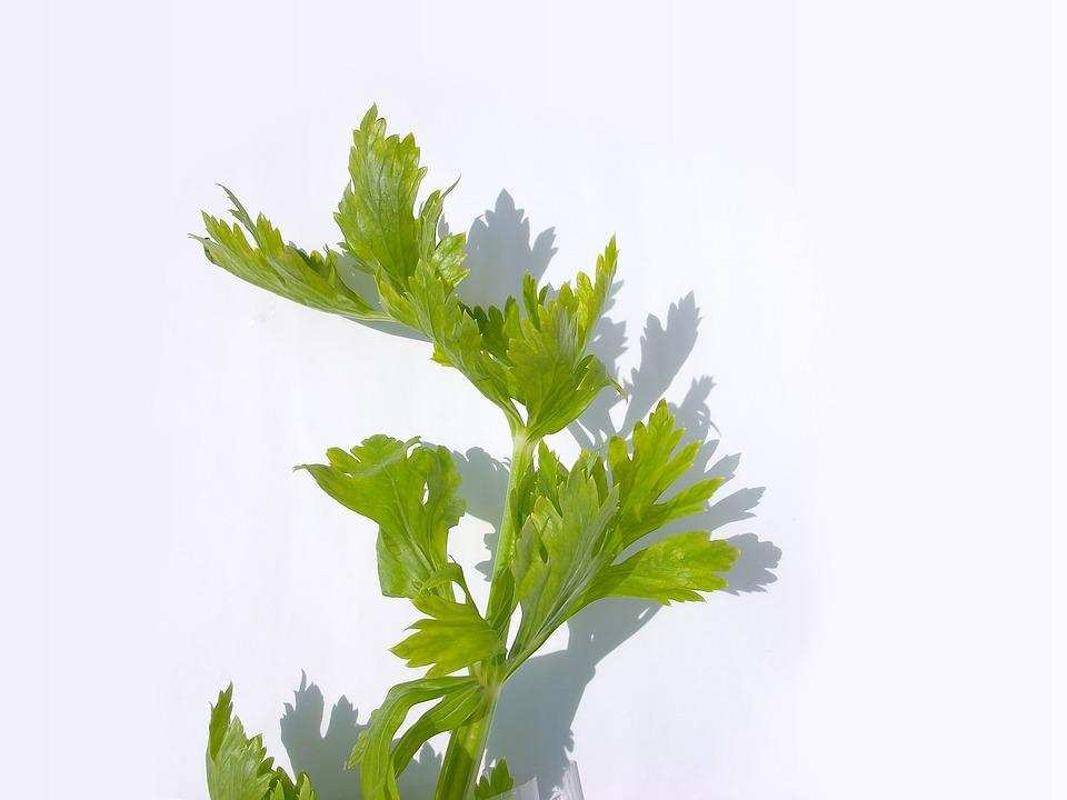 https://cdn.idntimes.com/content-images/post/20171115/vegetables-2085045-960-720-a0090a1aa456ec6553d6185d7196529a.jpg