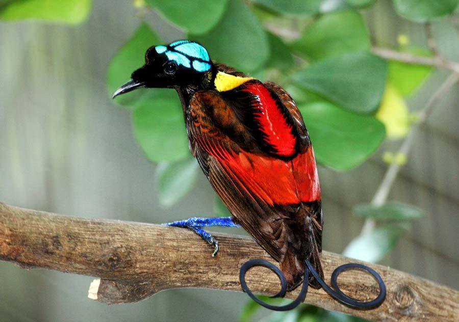 https://cdn.idntimes.com/content-images/post/20171025/wilsonsbirdofparadisebest-068d6fee1dde5bbf64d648926fdb3712.jpg