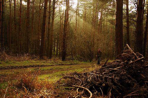 https://cdn.idntimes.com/content-images/post/20180514/wychwood-forest-4767af4214a27411a3e979a8107e07f2.jpg