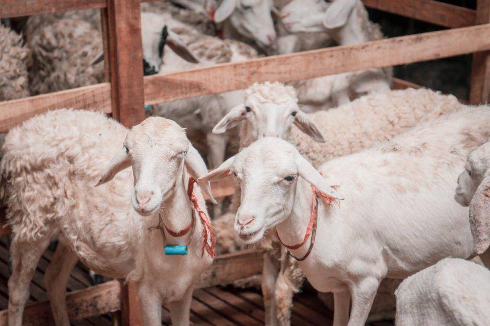 Qurban Jogja (facebook.com/Qurban Jogja)