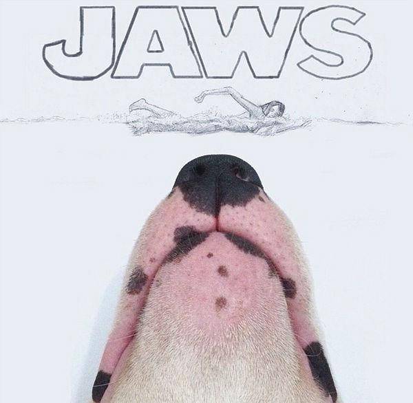 http://cdn.idntimes.com/content-images/post/old/68684-Terrier23_boredpandacom.jpg