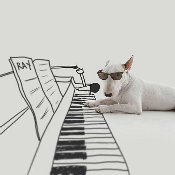 http://cdn.idntimes.com/content-images/post/old/6c1c4-Terrier15_boredpandacom.jpg