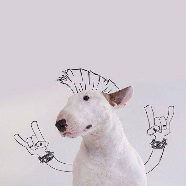 http://cdn.idntimes.com/content-images/post/old/786cc-Terrier14_boredpandacom.jpg