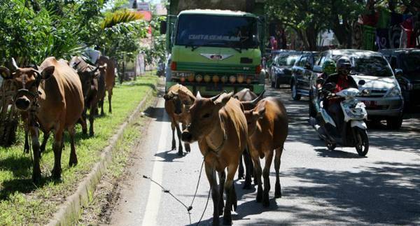 http://cdn.idntimes.com/content-images/post/old/8432c-Telat14_tribunnewscom.jpg