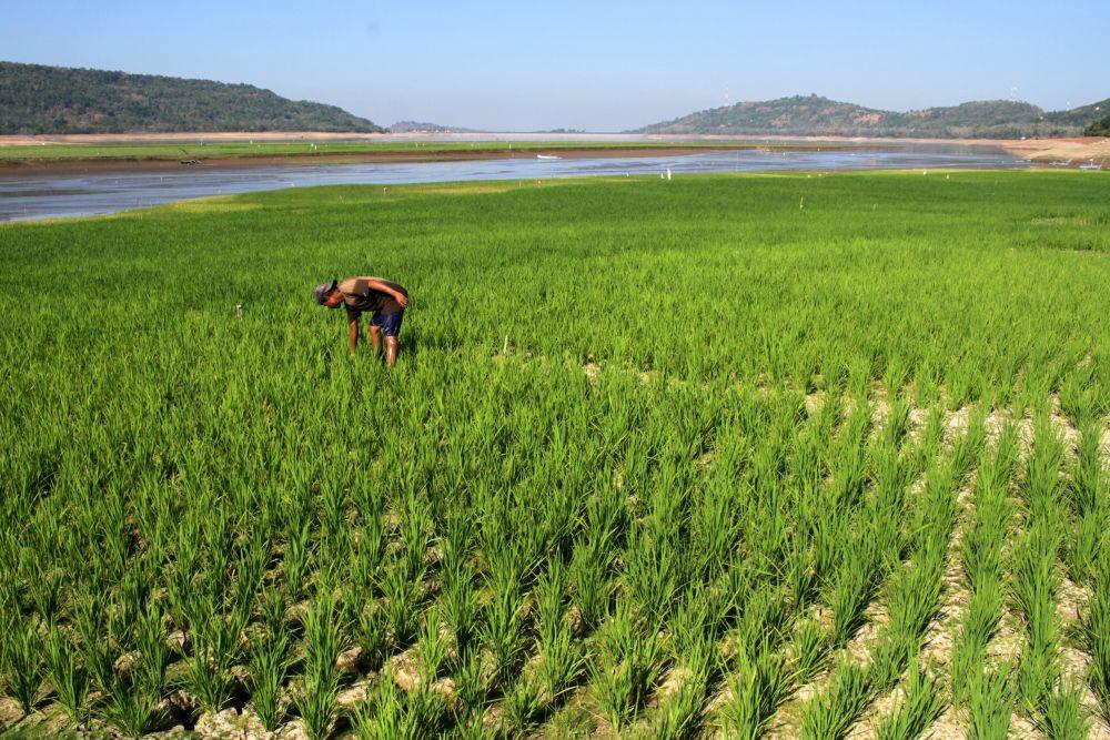 https://cdn.idntimes.com/content-images/post/20190909/antarafoto-pemanfaatan-lahan-waduk-yang-mengering-260819-ap-2-5e98cc1ca8c0074bc41ca5c90a7b6557.jpg