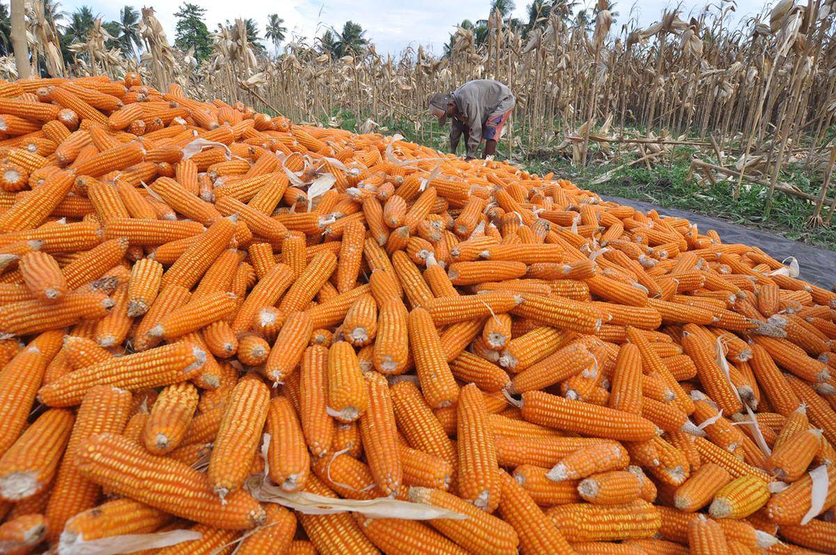 https://cdn.idntimes.com/content-images/post/20171227/antarafoto-produksi-jagung-nasional-101217-mh6-5186d47a84ed6df17ff1034bfef50af3.jpg