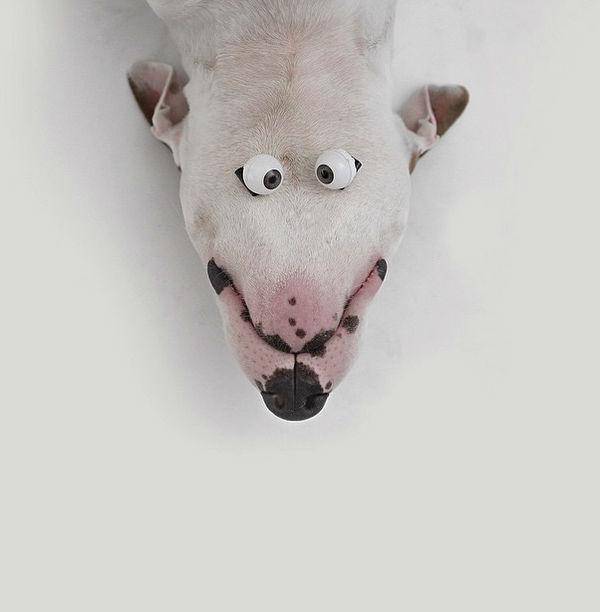 http://cdn.idntimes.com/content-images/post/old/cbcf5-Terrier18_boredpandacom.jpg