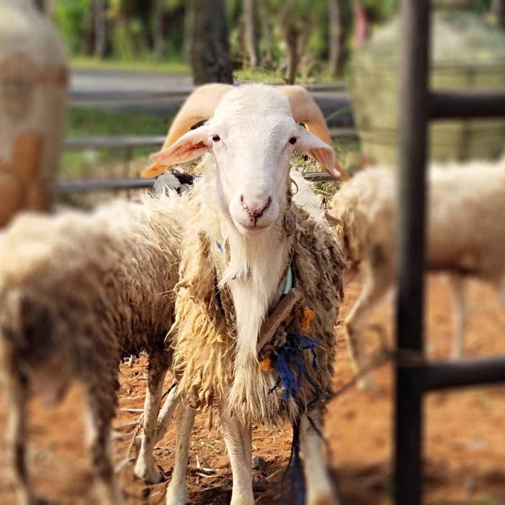 Mitra Amanah Farm (instagram.com/mitra.amanah.farm)