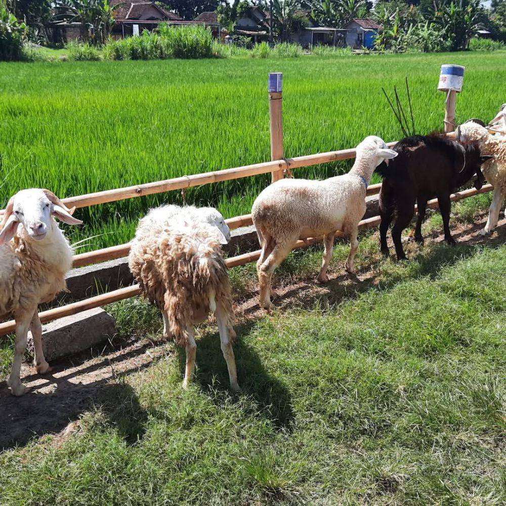 Domba Sakti Farm (instagram.com/dombasakti)