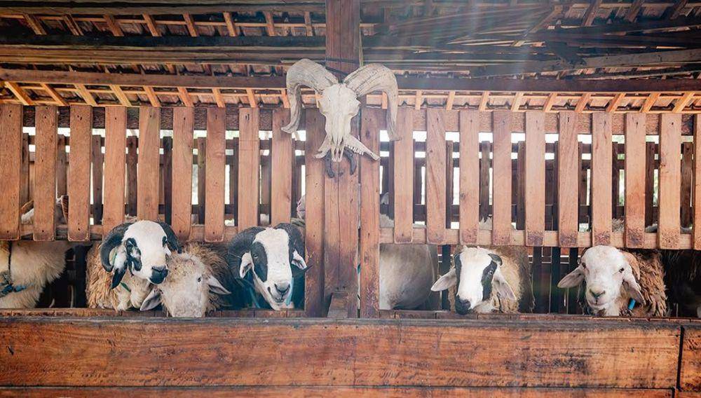 Way Farm Yogyakarta (instagram.com/wayfarm_yogyakarta)