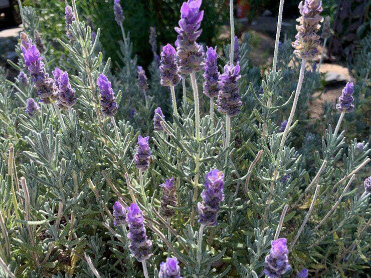 Ilustrasi tanaman lavender